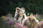 Collie