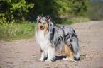 standing Collie