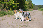 Collies