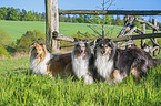 standing Collies