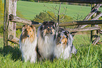 Collies