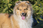 Collie portrait
