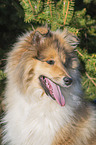 Collie portrait