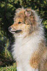 Collie portrait