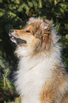 Collie portrait