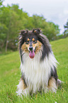 sitting Collie