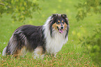 standing Collie