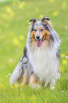 sitting Collie