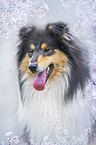 Collie portrait