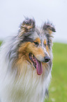 Collie portrait