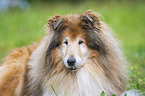 Collie