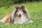 lying Collie