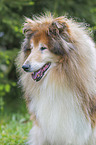 Collie portrait