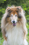 Collie portrait
