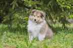 sitting Collie Puppy