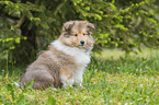 sitting Collie Puppy