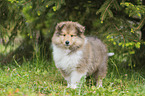 standing Collie Puppy