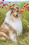 sitting Collie