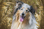 Collie portrait