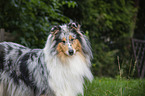 Collie portrait