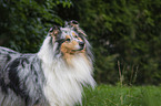 Collie portrait