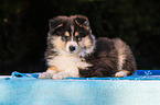 Collie Puppy