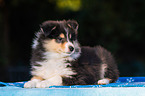 Collie Puppy
