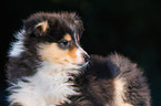 Collie Puppy