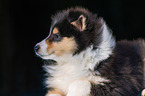 Collie Puppy