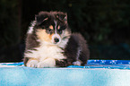 Collie Puppy