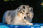 Collie Puppy