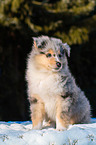 Collie Puppy
