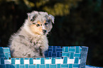 Collie Puppy
