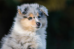Collie Puppy