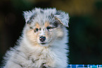 Collie Puppy
