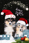 2 Collie Puppies