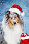 Collie Portrait