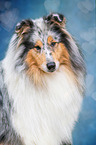 Collie Portrait