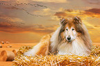lying Collie