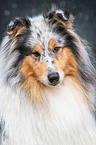 Collie Portrait