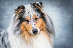 Collie Portrait