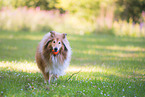 playing longhaired Collie