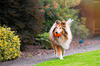 playing longhaired Collie