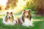 2 longhaired Collies