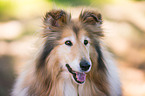 longhaired Collie Portrait