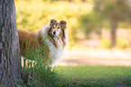 longhaired Collie