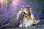 lying longhaired Collie