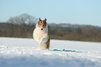 running Collie