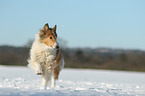 running Collie