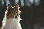 Collie portrait